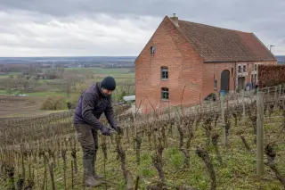 Vigneron pruning vines on a sloping Belgian vineyard in winter, cloudy sky and red-brick farmhouse in the background