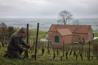 Belgian vineyard in winter with a vigneron pruning vines, red-brick farm in background, cloudy sky, and lush green and brown landscape.