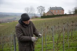 Belgian winegrower pruning vines on a wintry Walloon hillside with a red brick farmhouse in the background under an overcast sky.