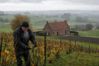 Vigneron pruning vines in a Belgian hillside vineyard under a grey sky, with a red brick farmhouse in the background and autumn foliage.