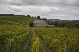 Rows of green Belgian vines under a cloudy sky, with a red-brick farmhouse on rolling hills in early autumn.