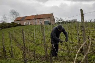 Flemish vigneron pruning dormant vines on a winter hillside in front of a red brick farmhouse under a cloudy Belgian sky