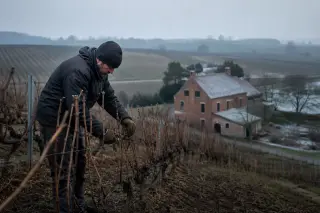 Belgian vigneron pruning vines on a sloped vineyard in winter with a red brick farmhouse in the background under a cloudy sky