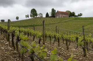 rows of young Chardonnay vines on Hesbaye hillside in spring, cloudy sky, red-brick farmhouse in background, earthy and green palette