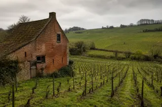 Vigneron taillant des vignes sur un coteau wallon sous un ciel nuageux, ferme de brique rouge à l'arrière-plan