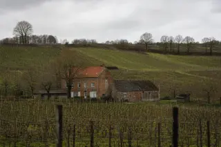 Vigneron pruning leafless vines on a wintery Hesbaye hillside, with a brick farmhouse in a misty background under a gray sky.