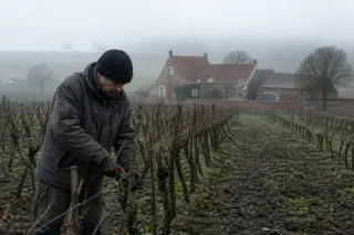 Belgian vine hillside in winter with a vigneron pruning vines, red brick farmhouse, cloudy sky, earthy tones.