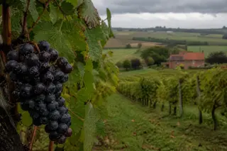 Macro of ripe Pinot Noir grapes on a vine in a Belgian vineyard with rolling autumn hills and a red-brick farmhouse under a cloudy sky.
