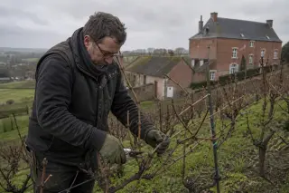 Winemaker pruning vines on a Belgian hillside in winter with a red-brick farmhouse in the background under a cloudy sky