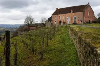 Softly lit Walloon vineyard with rows of vines on rolling hills, red-brick farmhouse in background under cloudy sky, showcasing authentic Belgian wine country atmosphere.