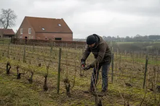 Vigneron pruning dormant vines in a Belgian hillside vineyard in winter, with red-brick farmhouse and cloudy grey sky in background