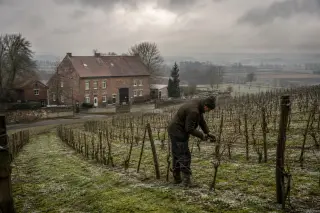 Vigneron pruning bare vines on a Belgian hillside in winter, with a red brick farmhouse and a cloudy sky in the background.