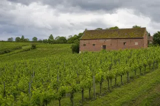 Belgian vineyard with rows of vines on a gentle hillside, red-brick farmhouse in the background under a grey cloudy sky, lush green tones, no people present.