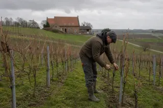 Hillside vineyard in the Belgian Meuse valley in autumn under cloudy sky, with a vigneron tending grapes and a brick farmhouse in the background.