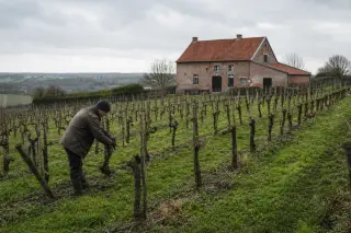 Rows of Belgian vines on a gentle hillside with a red brick farmhouse and a vigneron pruning in winter under a cloudy grey sky